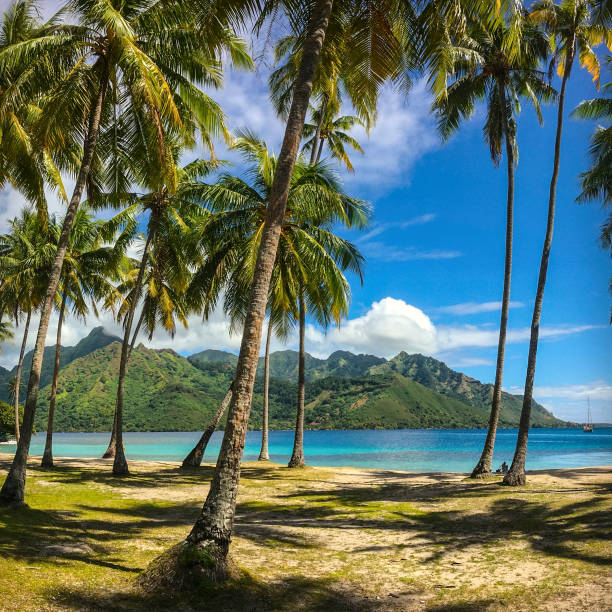 taahiamanu beach scene - sea zen like landscape water imagens e fotografias de stock