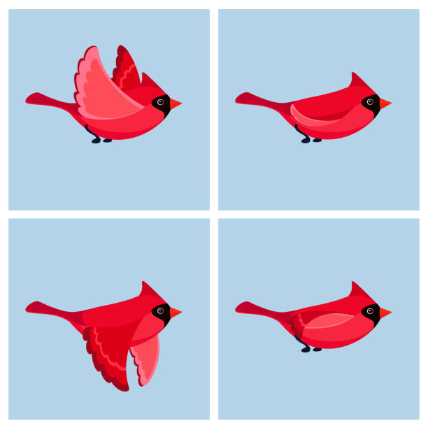 ilustrações, clipart, desenhos animados e ícones de desenhos animados voador folha de sprite de animação cardeal bird (masculino) - looping animation