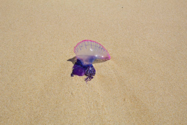 istock Brasilian Jellyfish in sand 1037683676