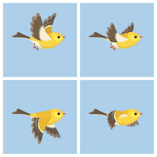 ilustrações de stock, clip art, desenhos animados e ícones de flying american goldfinch (female) animation sprite sheet - passerine