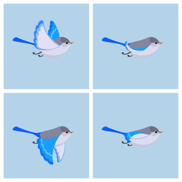 Flying Splendid Fairy Wren Animation Sprite Sheet Stock Illustration -  Download Image Now - iStock