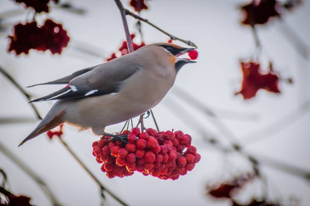 istock Bird waxwing in early spring 1037693306