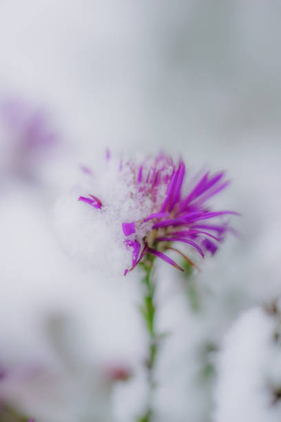 istock Flower of alpine asters under snow 1037693386