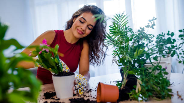 bella casalinga con fiore in vaso e set da giardinaggio - gardening women people planting foto e immagini stock