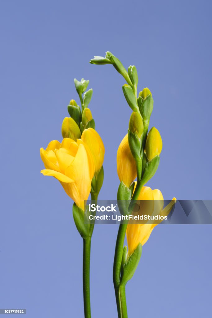 Cerrar Vista De Hermosa Fresia Flores Aisladas En Azul Foto de stock y más  banco de imágenes de Amarillo - Color - iStock