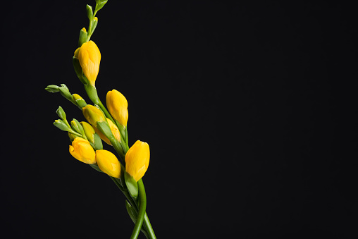 close up view of beautiful yellow fresia flowers isolated on black