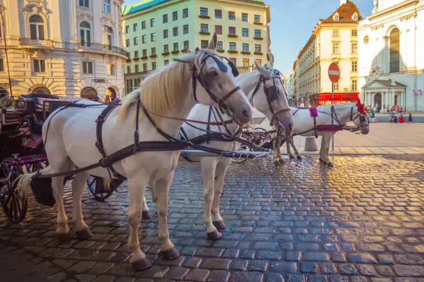 Horse-drawn carriage or Fiaker, popular tourist attraction, on Michaelerplatz in Vienna, Austria.
