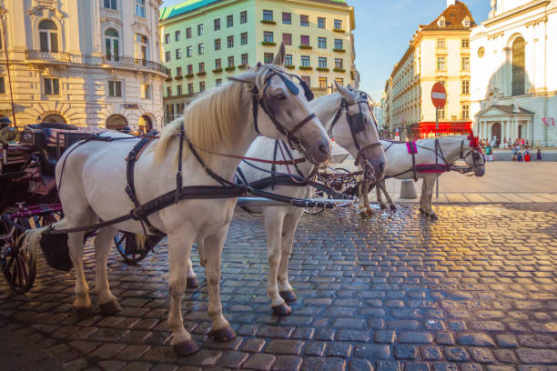 конная карета или fiaker, популярная туристическая достопримечательность, на михаэлерплац в вене, австрия - михайловская площадь стоковые фото и изображения