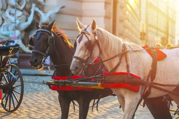 Horses for drawn carriage or Fiaker, popular tourist attraction, on Michaelerplatz in Vienna, Austria.