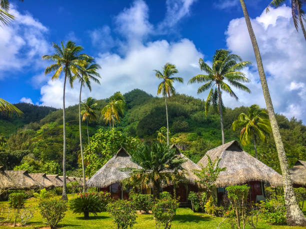 istock Cocots and huts on Moorea Island 1037716246
