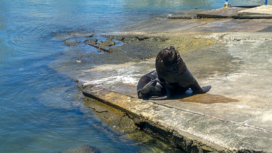 Close-up of sea lion with his head out of water patiently waiting for tourists to throw him a fish.