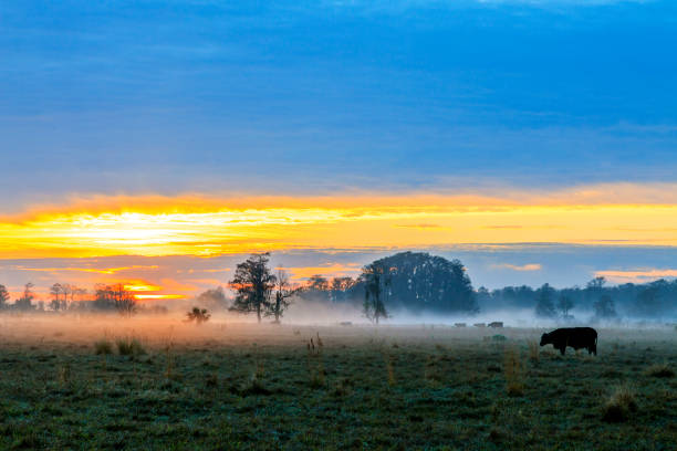 Sunrise over the Pasture with trees, Cattle and Fog as the Herd starts its Day