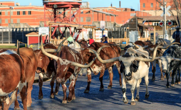 transhumance célèbre fort worth - texas longhorn cattle photos et images de collection