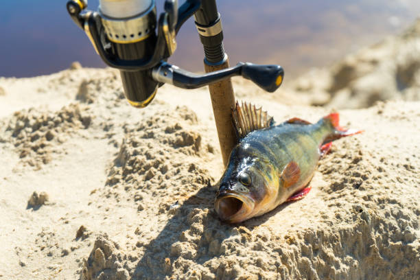 istock Fishing on spinning. The catch on the spinning rod on the river. 1037736336
