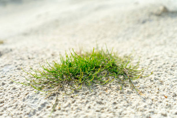 istock Green plant in the sandy desert. background 1037743644