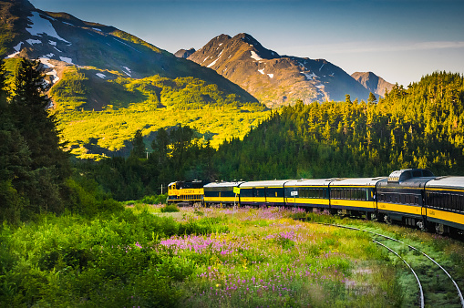 Grandview, Alaska, USA-August 10, 2007- The Alaskan train from Anchorage to Seward passes fields of pink fireweed and spectacular mountain vistas on its 107 mile trip.