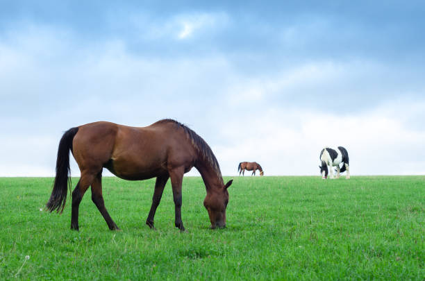 istock Horses and a pony grazing in a green field under a cloudy sky 1037749976