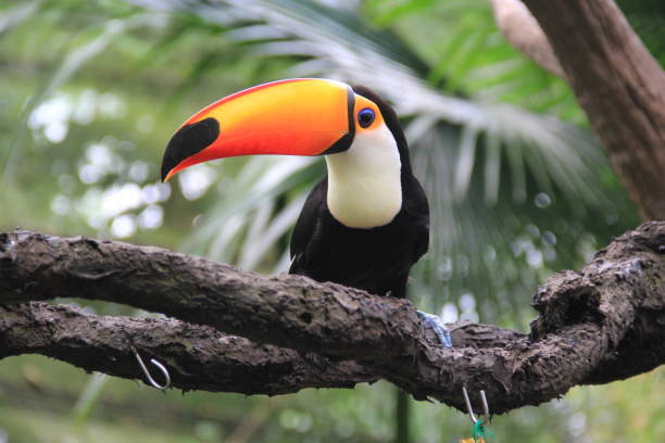 istock Toucan with a massive orange beak sits on a branch 1037750604