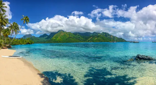 Taahiamanu is a public beach in the north of Moorea island, French Polynesia. There are many trees near the water and a beautiful grove of coconut palms. The beach is near the entrance to Opunohu Bay. South Pacific Ocean.