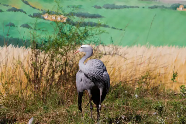 Photo of Blue crane Anthropoides paradiseus