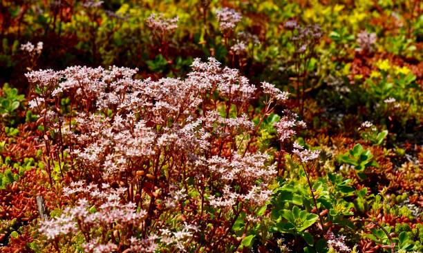 istock sedums in an xeriscape garden 1037758730