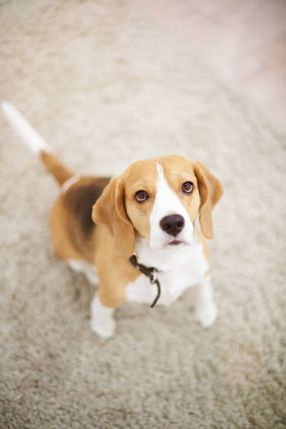 One dog sitting on carpet above top view and looking in camera
