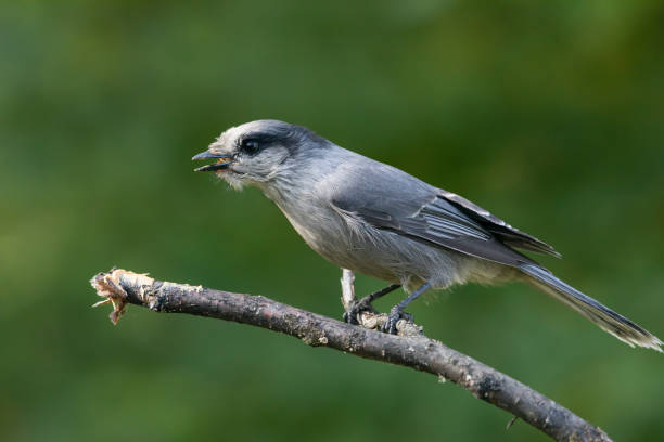 istock Gray Jay eating peanut butter 1037797110