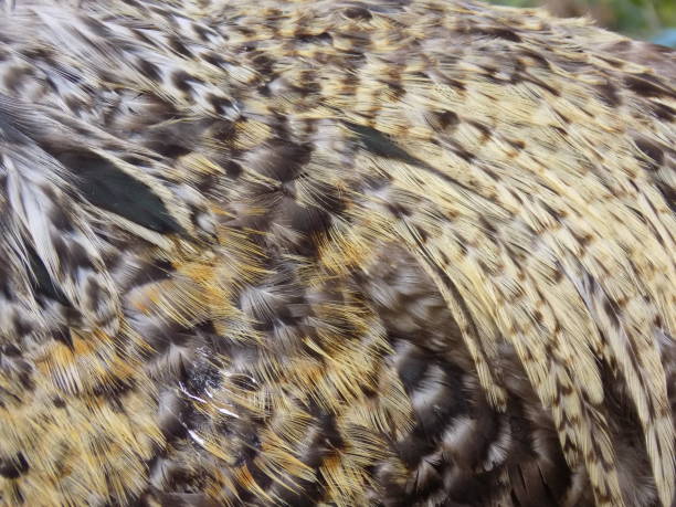 istock Background made of rooster feathers 1037799528