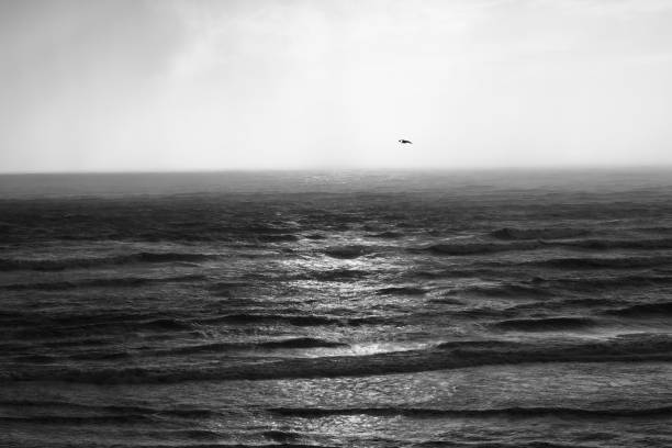 istock bird glides above the ocean 1037807446