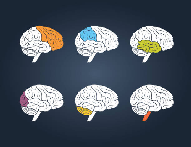 ilustrações de stock, clip art, desenhos animados e ícones de human brain illustration - parietal lobe