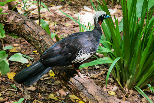 Bird observed in Foz do Iguaçú