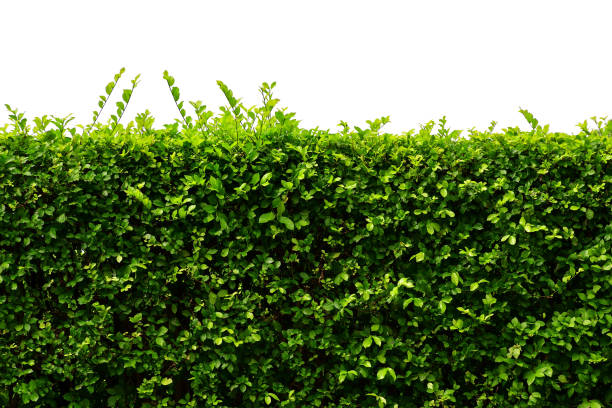 blätter wand, natürlichen zaun isoliert auf weißem hintergrund - hecke stock-fotos und bilder