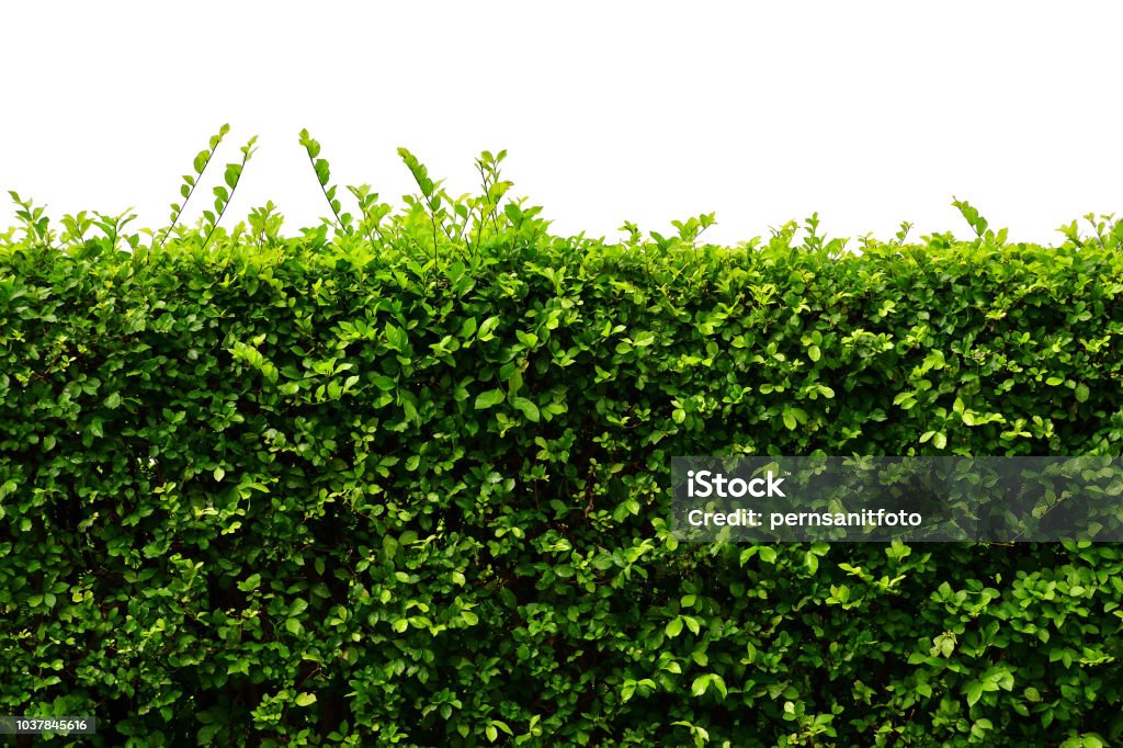 hojas de pared, cerco natural aislado sobre fondo blanco - Foto de stock de Seto libre de derechos