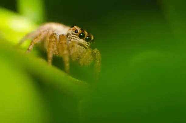 A small jumping spider sitting on a tree, waiting for it's prey