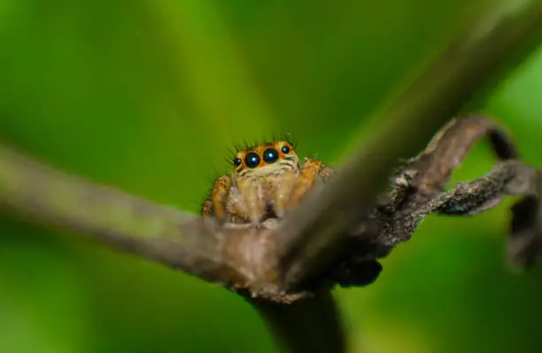 A small jumping spider sitting on a tree