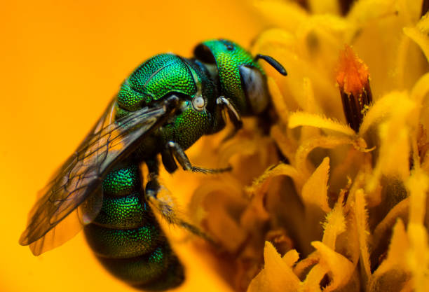 istock A Green Bee Eating Honey from a Yellow Flower 1037849016