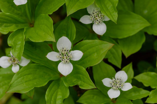istock Canadian dogwood in Oze 1037860318