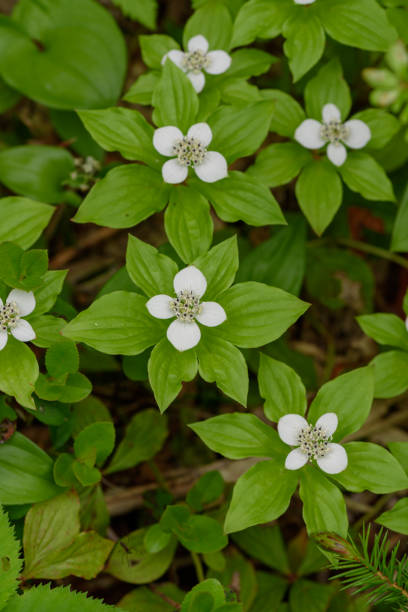 istock Canadian dogwood in Oze 1037860486