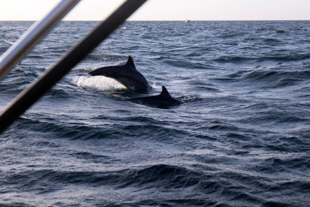 istock In search of the dolphins in Trincomalee. 1037865590