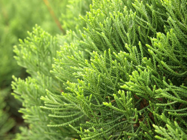 istock green leaves of pine tree background 1037867290