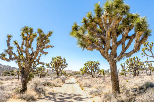 조슈아 트리 국립 공원, 캘리포니아에서 stubbe 스프링스 루프에 조슈아 나무 (유카 brevifolia) - hidden valley 뉴스 사진 이미지