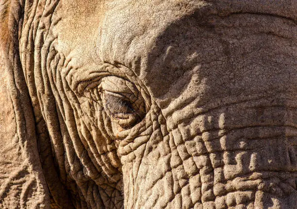 Textured detail of this inquisitive Elephant - Scothia Game Reserve