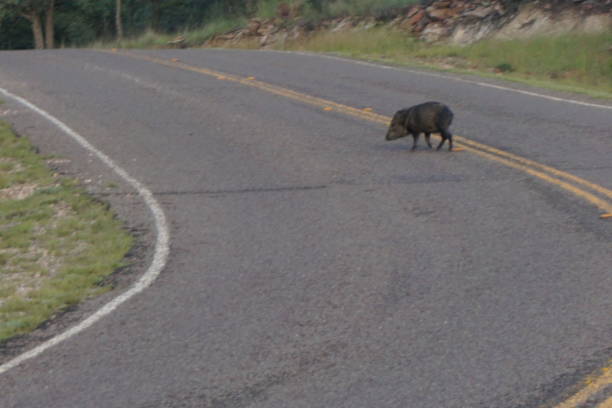 istock Wild Javalina in West Texas 1037874198