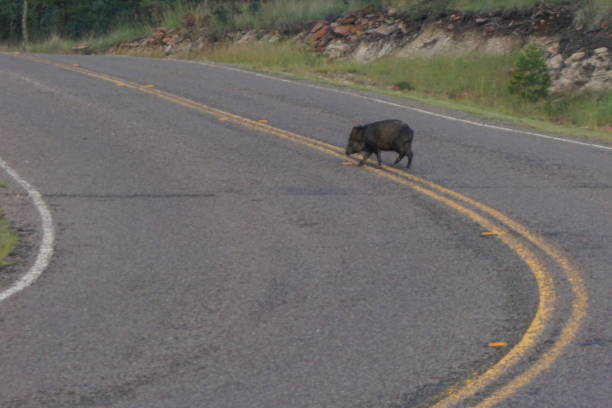 istock Wild Javalina in West Texas 1037874200