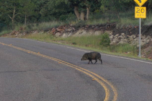 istock Wild Javalina in West Texas 1037874202
