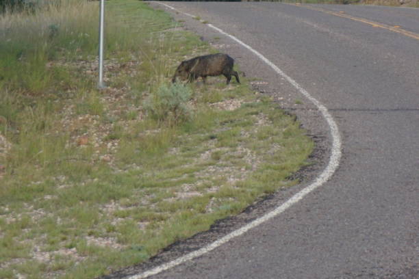 istock Wild Javalina in West Texas 1037874326