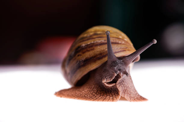 istock Achatina marginata ovum on a white background 1037878034