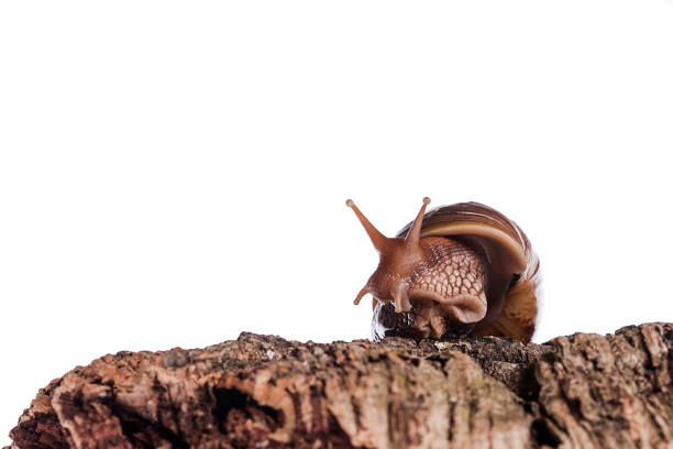 achatina immaculata panthera schnecke auf kork rinde isoliert weißen hintergrund - immaculata stock-fotos und bilder