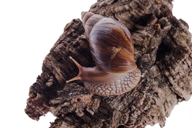 achatina immaculata panthera schnecke auf kork rinde isoliert weißen hintergrund - immaculata stock-fotos und bilder