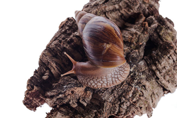 achatina immaculata panthera snail on cork bark isolated white background - immaculata imagens e fotografias de stock
